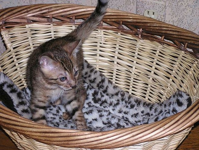 Playtime 3 2004-07-30